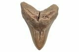 Huge, Fossil Megalodon Tooth - North Carolina #219977-1